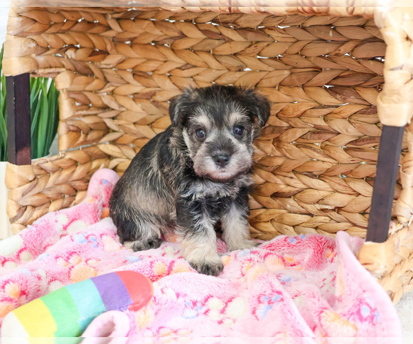 Medium Photo #2 Schnauzer (Miniature) Puppy For Sale in SYRACUSE, IN, USA