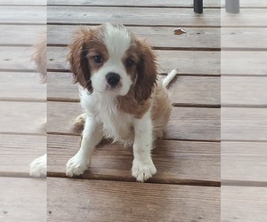 Cavalier King Charles Spaniel Puppy for sale in HUDSON, FL, USA
