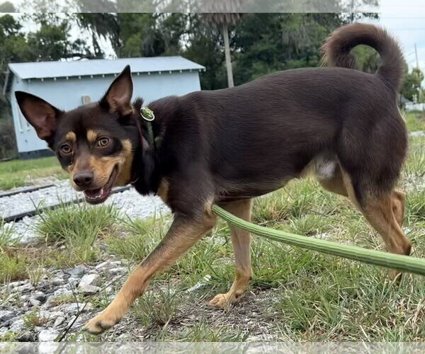 Medium Photo #4 Australian Kelpie-Miniature Pinscher Mix Puppy For Sale in Sanford, FL, USA