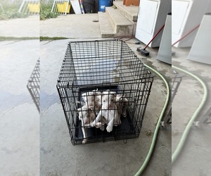 American Pit Bull Terrier Puppy for sale in SAN GABRIEL, CA, USA