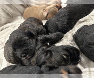 Cockapoo (Miniature) Puppy for sale in SAN DIEGO, CA, USA