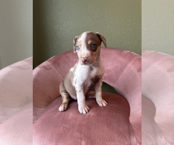 Medium Photo #11 Catahoula Leopard Dog Puppy For Sale in GERMANTOWN, IL, USA