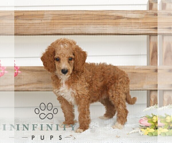 Medium Photo #3 Poodle (Miniature) Puppy For Sale in GAP, PA, USA