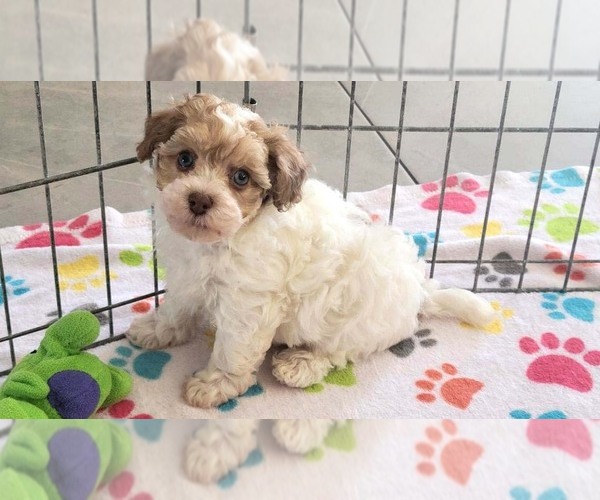 Medium Photo #8 Poovanese Puppy For Sale in ORO VALLEY, AZ, USA