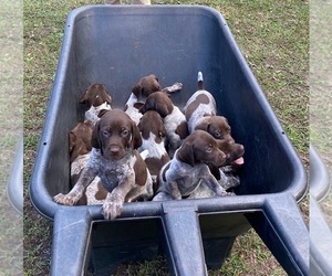 German Shorthaired Pointer Puppy for sale in ALACHUA, FL, USA
