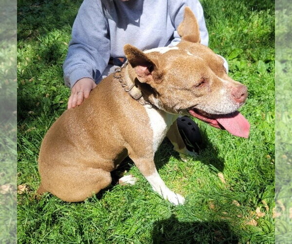 Medium Photo #8 American Staffordshire Terrier Puppy For Sale in Westminster, MD, USA