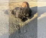 Puppy Puppy 2 Labrador Retriever
