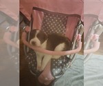 Puppy Tiger Lily Border Collie