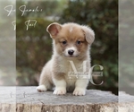 Small #6 Pembroke Welsh Corgi