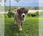 Small #3 Huskies -Jack Russell Terrier Mix