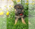 Small Photo #17 German Shepherd Dog Puppy For Sale in MILLERSTOWN, PA, USA