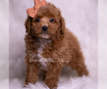Small Photo #56 Poodle (Toy) Puppy For Sale in WARSAW, IN, USA