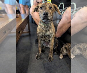 American Staffordshire Terrier-German Shepherd Dog Mix Dogs for adoption in Holly Springs, NC, USA