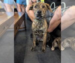 Small American Staffordshire Terrier-German Shepherd Dog Mix