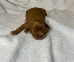 Cavapoo Puppy for sale in MURFREESBORO, AR, USA