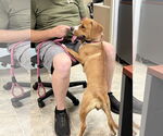 Small Photo #11 Beagle-Unknown Mix Puppy For Sale in Rustburg, VA, USA