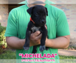 Small #5 America Bandogge Mastiff