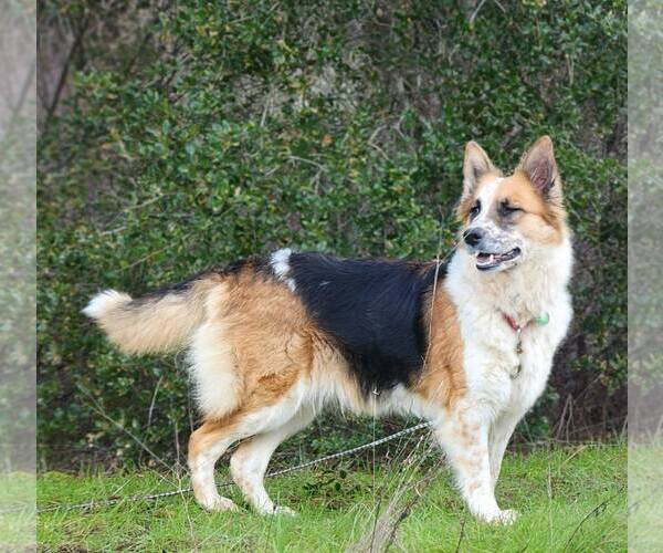 Medium Photo #1 Australian Shepherd-Unknown Mix Puppy For Sale in Paso Robles, CA, USA