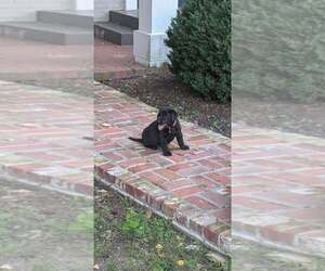 Medium Labrador Retriever