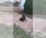 Puppy 2 Labrador Retriever