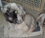 Puppy Jillian Shih Tzu