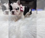 Small #5 French Bulldog