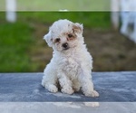 Small #1 Poodle (Toy)