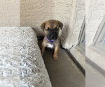 Small #2 Australian Shepherd-German Shepherd Dog Mix