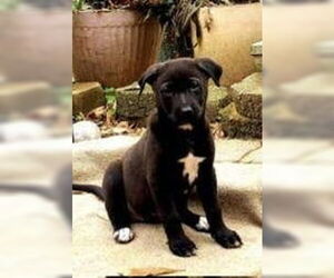 Mutt Dogs for adoption in Prattville, AL, USA