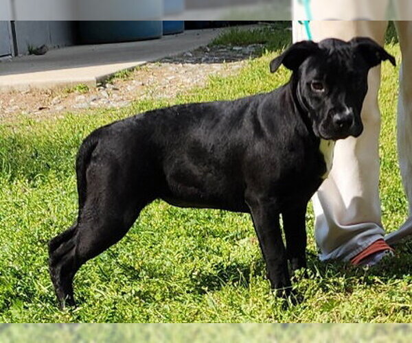 Medium Photo #5 American Pit Bull Terrier-Unknown Mix Puppy For Sale in Wetumpka, AL, USA