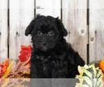 Small Photo #1 Maltipoo Puppy For Sale in MOUNT VERNON, OH, USA