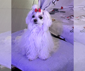 Mother of the Maltese puppies born on 12/24/2024