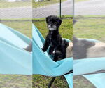 Small #7 Shih Tzu