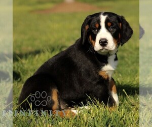 Greater Swiss Mountain Dog Puppy for sale in RONKS, PA, USA