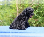 Small #7 Poodle (Toy)