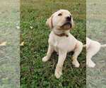 Small Photo #3 Labrador Retriever Puppy For Sale in APPOMATTOX, VA, USA
