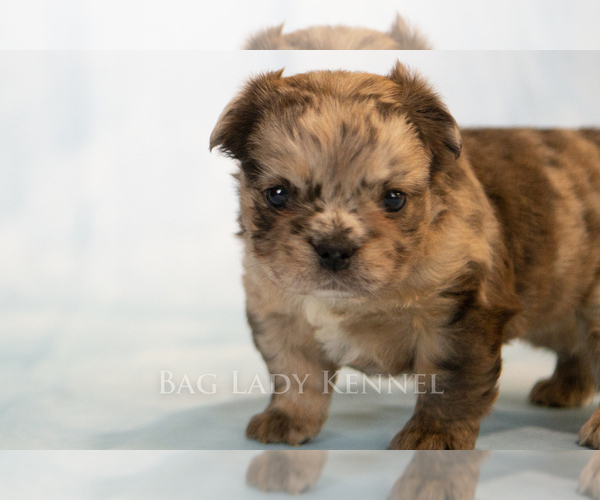 Medium Photo #8 French Bulldog Puppy For Sale in DESERT HOT SPRINGS, CA, USA