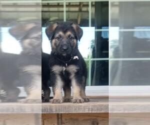 German Shepherd Dog Puppy for sale in COLLINS, GA, USA