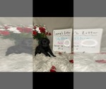 Small Photo #7 Golden Labrador Puppy For Sale in ROCKFORD, MI, USA