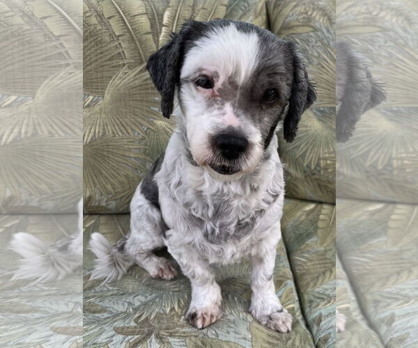 Medium Photo #5 Havashu Puppy For Sale in Cuba, NY, USA