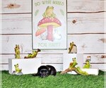 Small Photo #5 Chihuahua Puppy For Sale in CHARLESTON, AR, USA