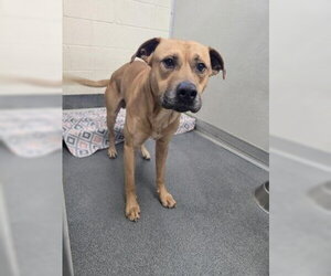 Mutt Dogs for adoption in Glen Allen, VA, USA