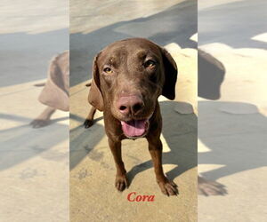 Labrador Retriever Dogs for adoption in Palatine/Kildeer/Buffalo grove, IL, USA
