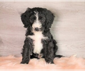 Bernedoodle Puppy for sale in FREDERICKSBG, OH, USA