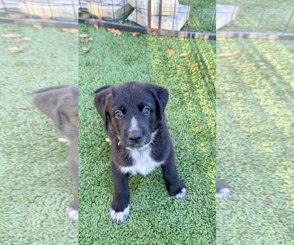 Medium Photo #3 Sheprador Puppy For Sale in Fort Worth, TX, USA