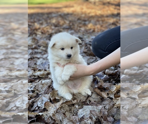 Medium Photo #24 Miniature American Eskimo Puppy For Sale in OREGON CITY, OR, USA
