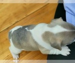 Small Photo #5 French Bulldog Puppy For Sale in PUYALLUP, WA, USA