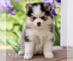 Image preview for Ad Listing. Nickname: Malcom