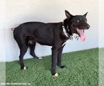 Small #3 Mutt