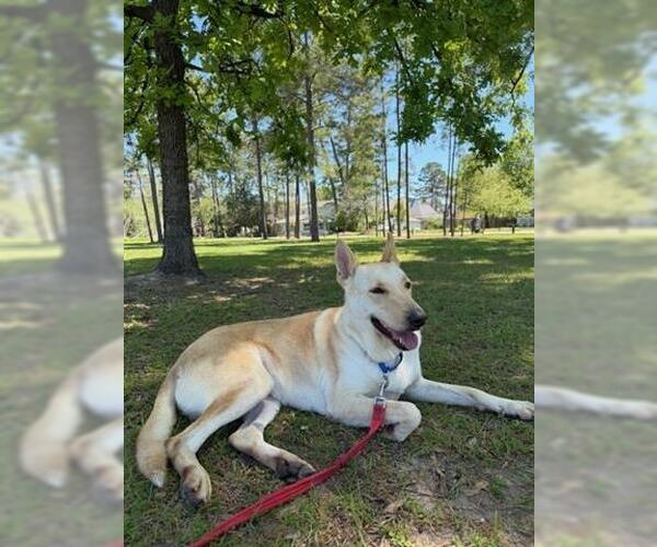 Medium Photo #3 Labsky Puppy For Sale in Houston, TX, USA